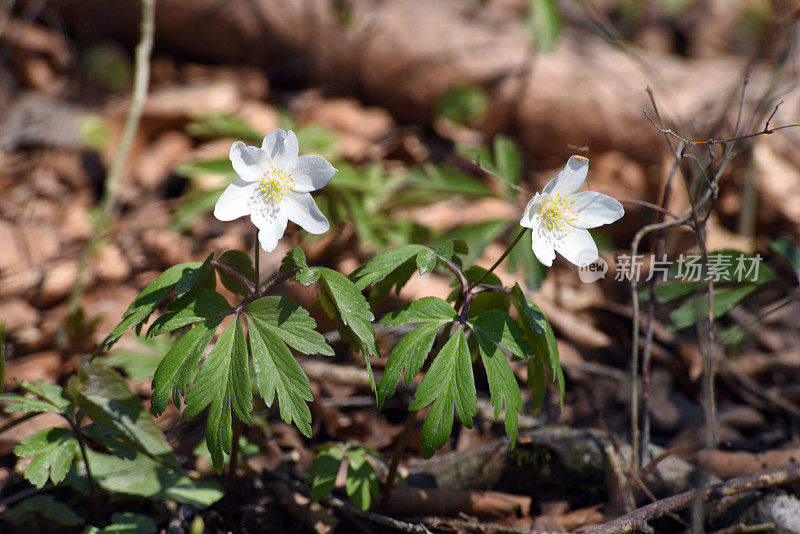 海葵(anemone nemorosa)